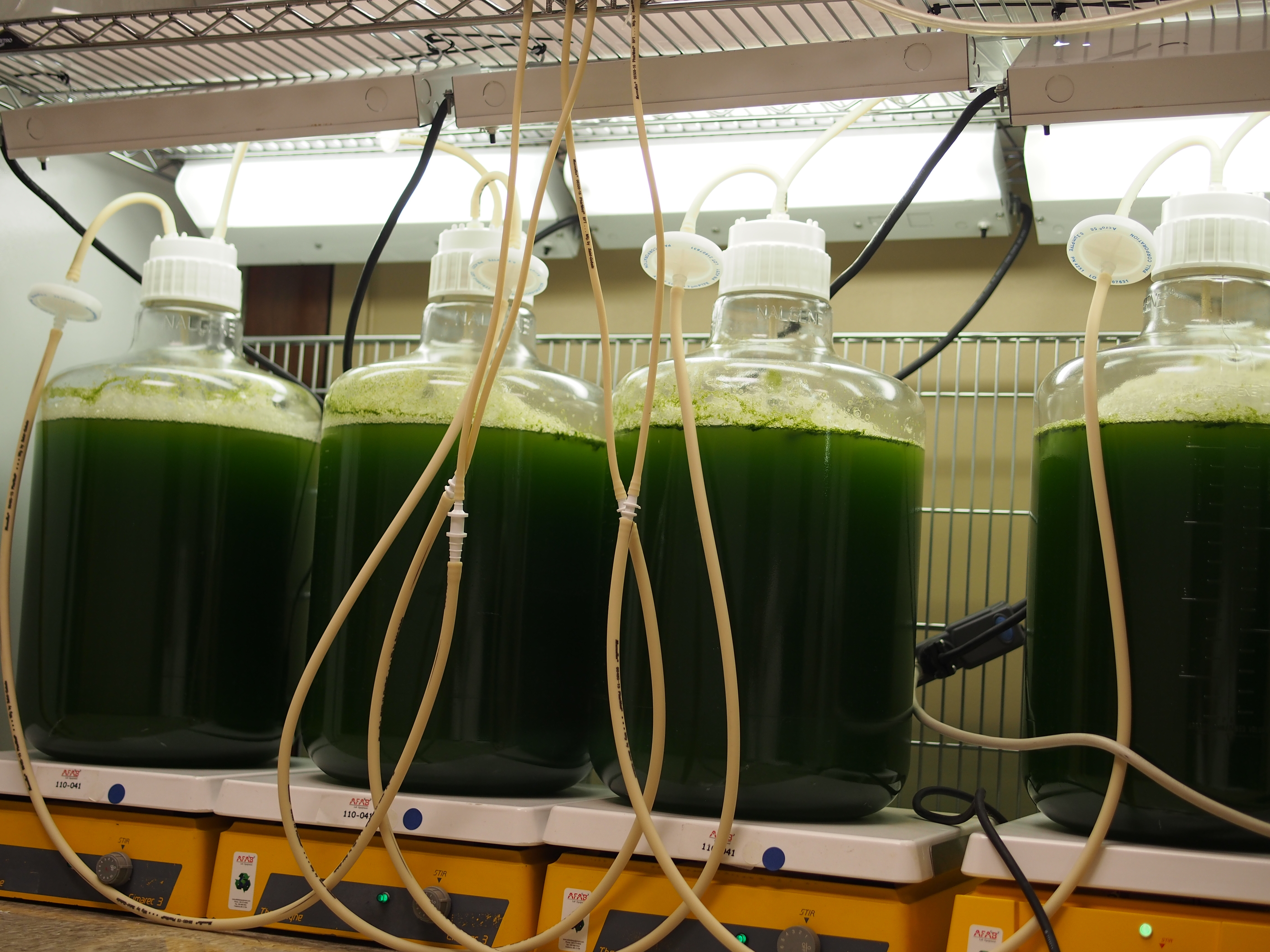 mini bio reactors